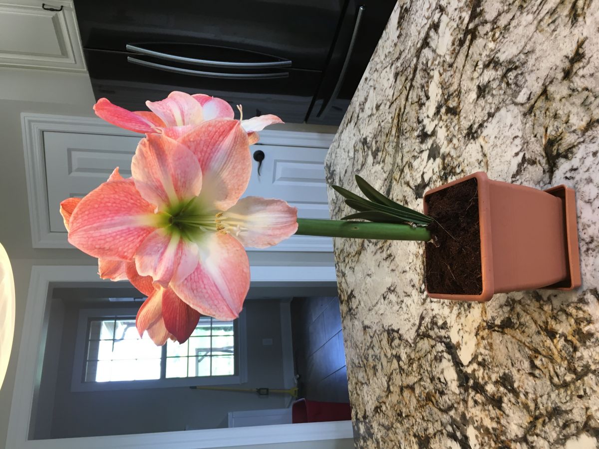 マホト　カイワレハンマー　Amaryllis Bomb グッズ　バラ売り可能 マホト カイワレハンマー Amaryllis Bomb グッズ バラ売り可能